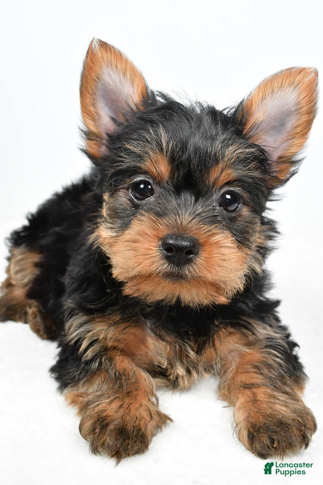 Yorkshire Terrier dogs for sale: Hailey - Ad 4