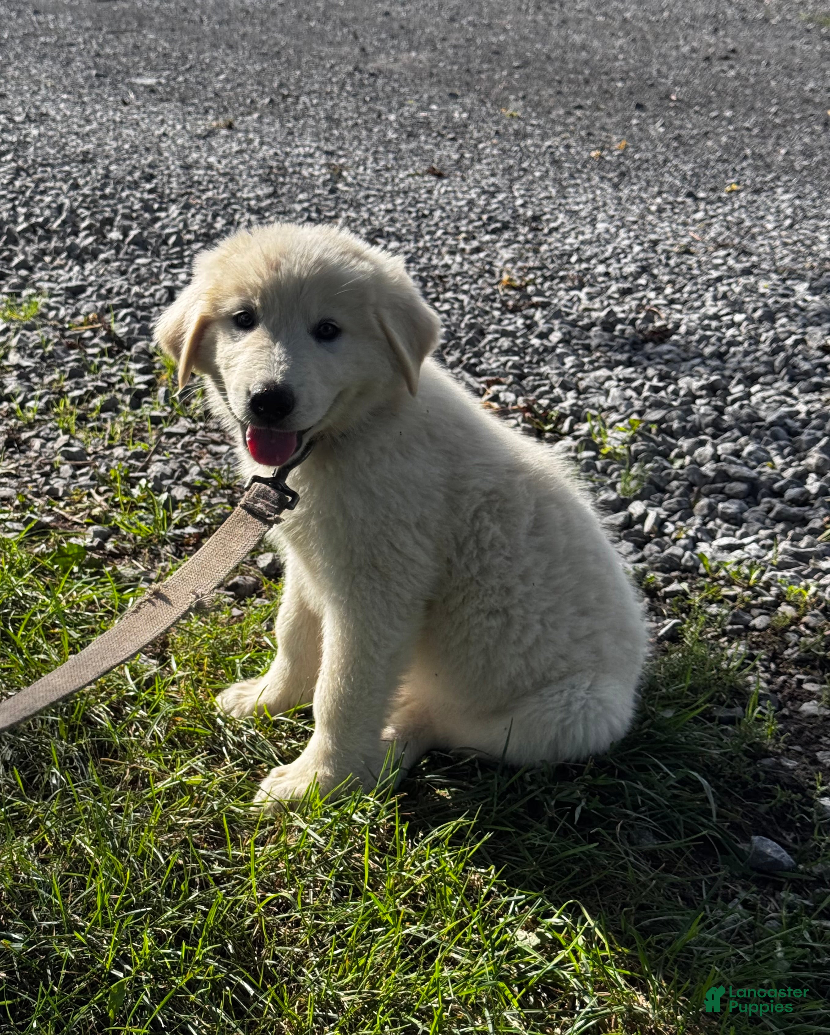 Great Pyrenees dogs Gina - Ad 1