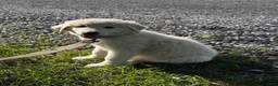 Great Pyrenees dogs for sale: Gina - Ad 1