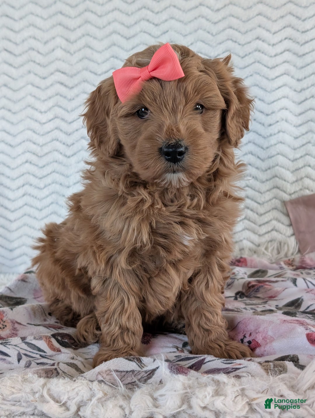 Goldendoodle dogs for sale: Bella - Ad 31