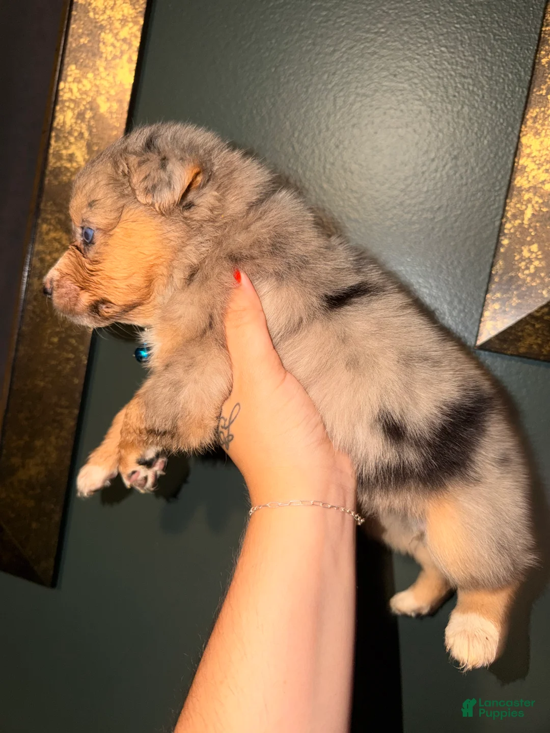 Australian Shepherd dogs for sale: Light Blue - Ad 2