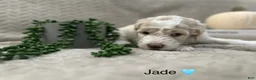 Goldendoodle dogs for sale: Jade 🩵 - Ad 15