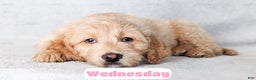 Goldendoodle dogs for sale: Wednesday - Ad 5