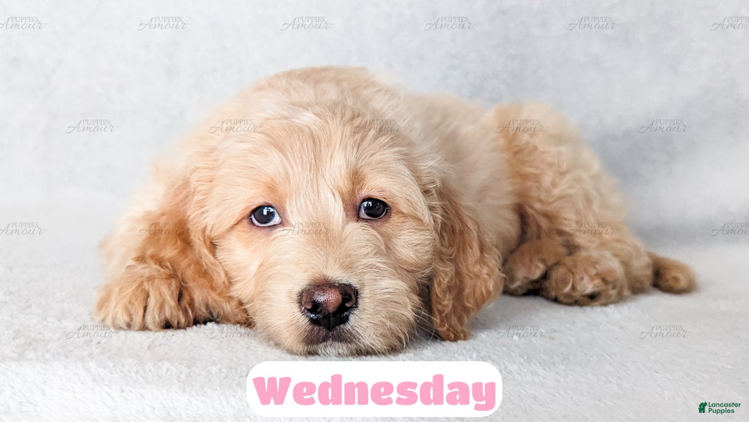 Goldendoodle dogs for sale: Wednesday - Ad 5