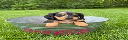 Dachshund dogs for sale: Remington - Ad 3