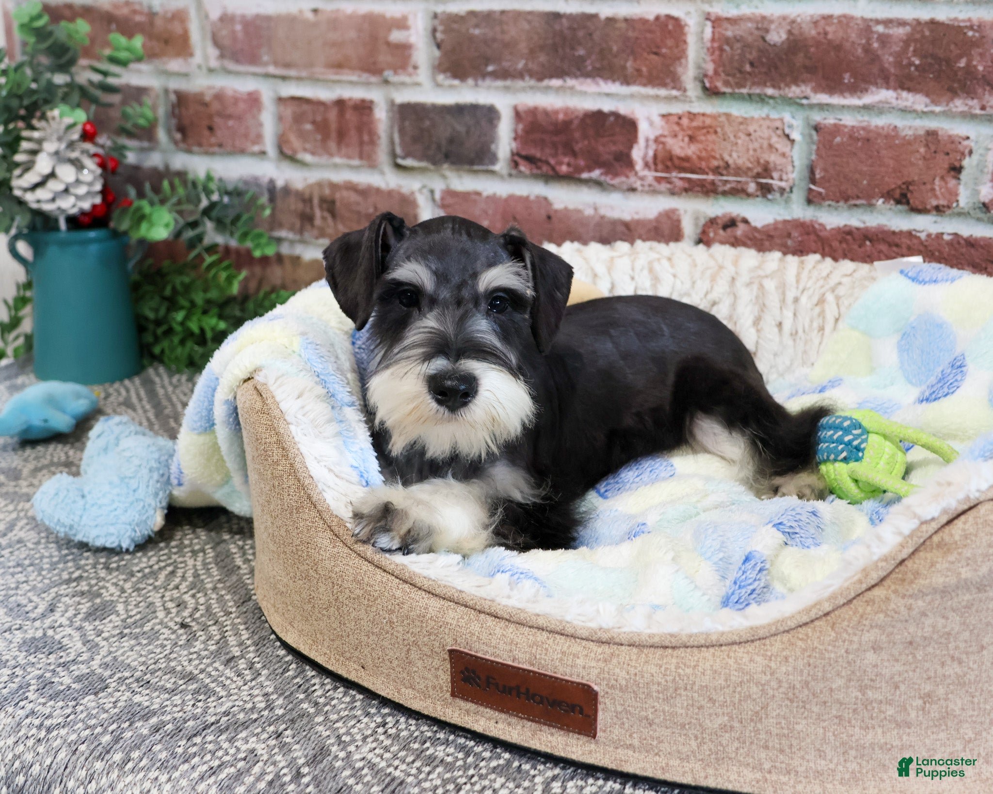 Miniature Schnauzer dogs Gus - Ad 4