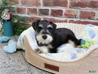 Miniature Schnauzer dogs Gus - Ad 4