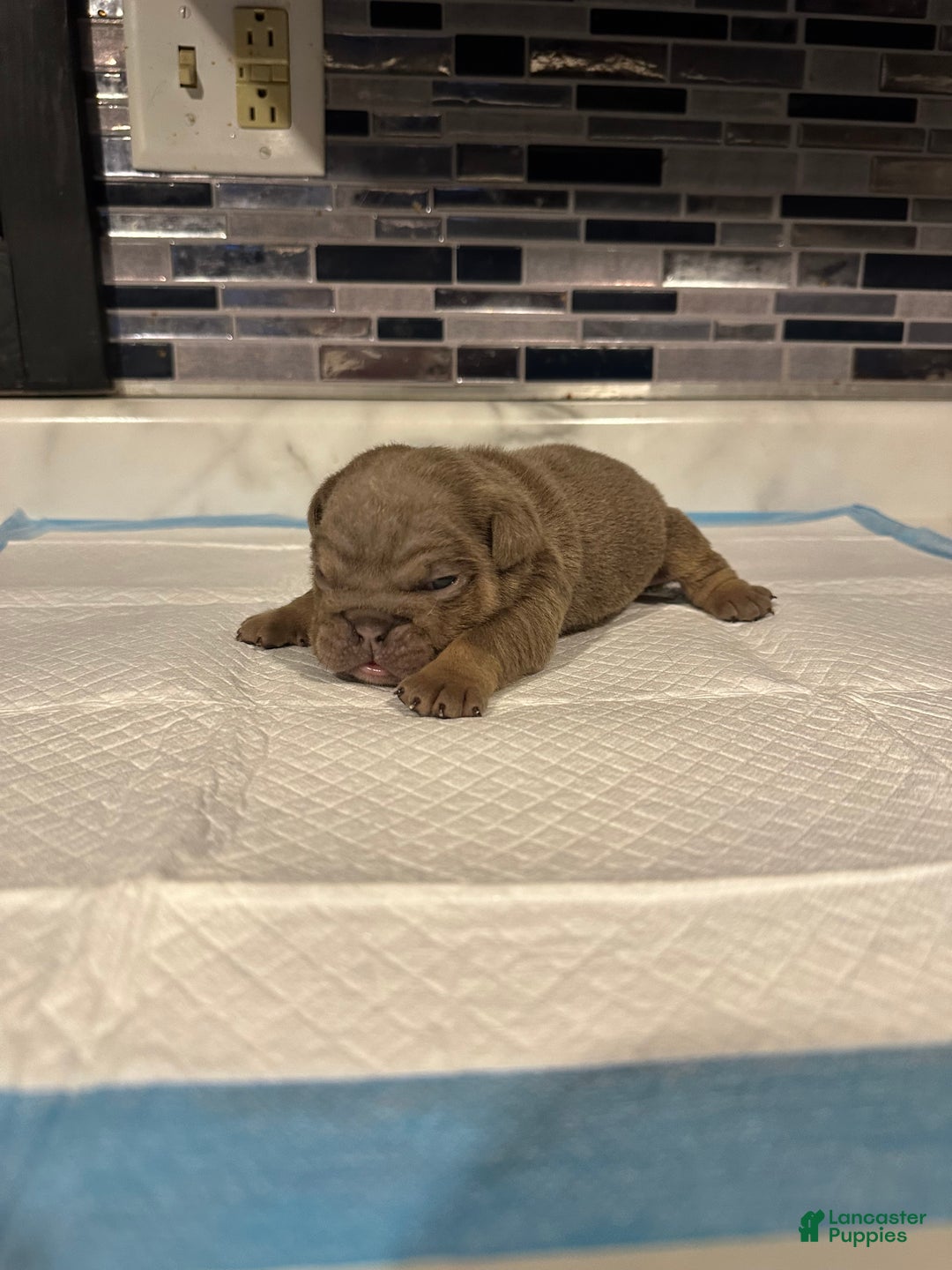 English Bulldog dogs for sale: Lilac Female  - Ad 3