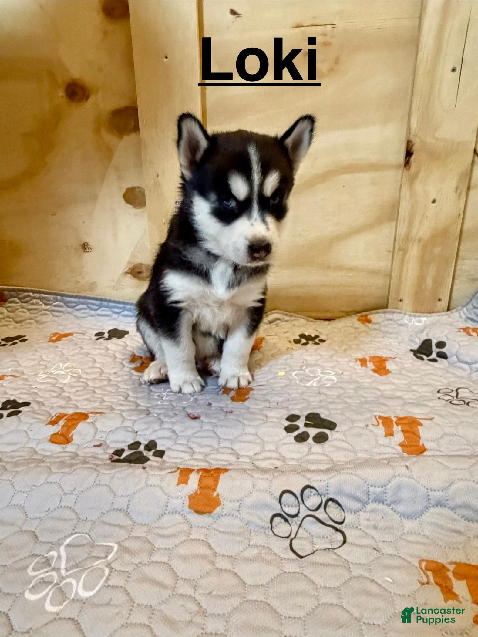 Siberian Husky dogs Siberian Husky Puppy 3 - Ad 5