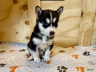 Siberian Husky dogs Siberian Husky Puppy 3 - Ad 5