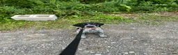 German Shorthaired Pointer dogs for sale: Diesel - Ad 4