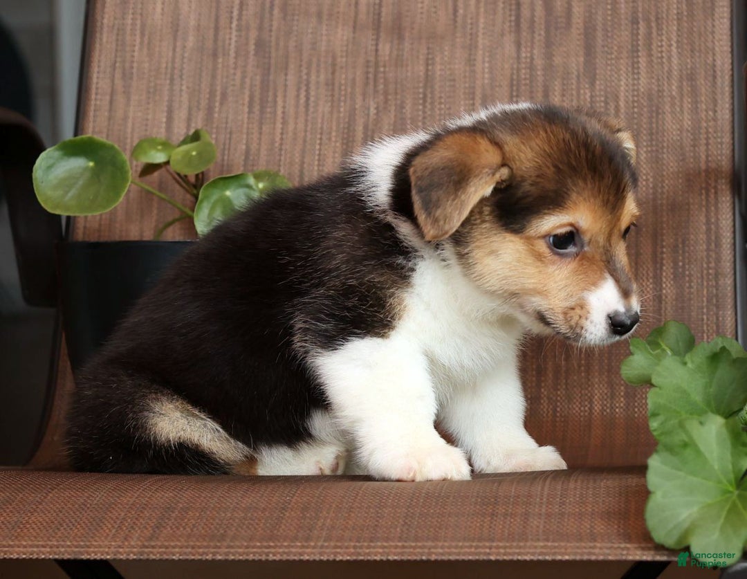 Welsh Corgi Pembroke dogs for sale: Carli - Ad 6