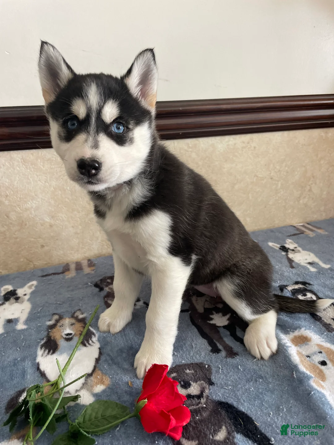Pomsky dogs for sale: Monica - Ad 2