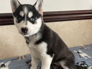 Pomsky dogs Monica - Ad 14