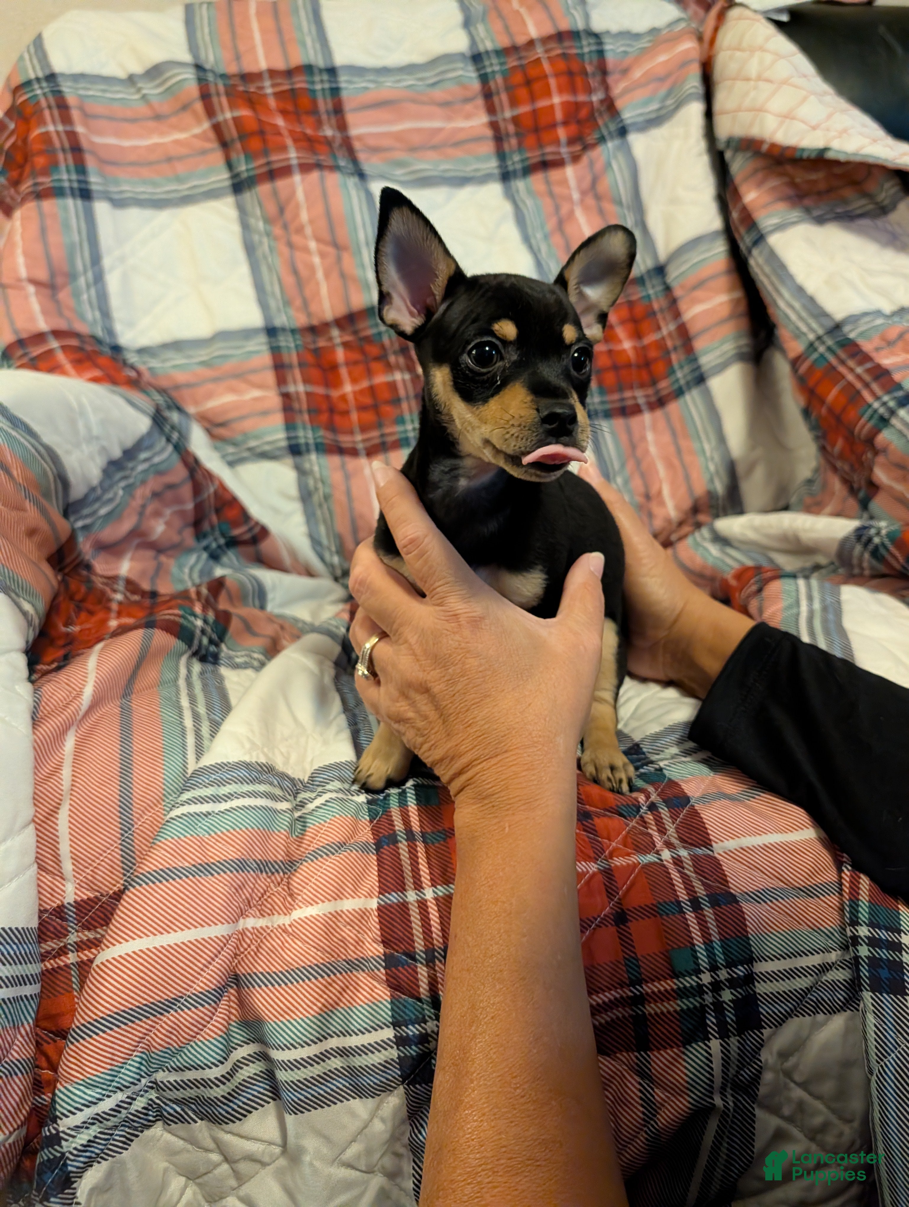 Mixed Breed dogs Chandler  - Ad 13