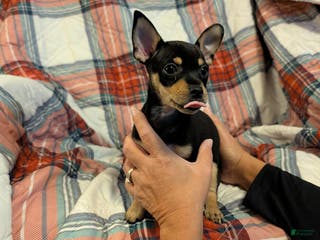 Mixed Breed dogs Chandler - Ad 13