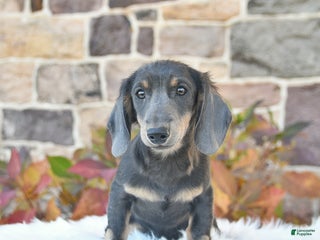 Miniature Dachshund dogs Nugget - Ad 15