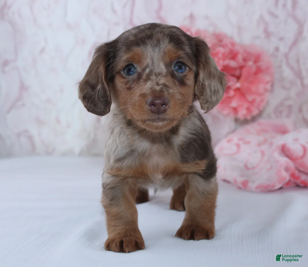 Miniature Dachshund dogs for sale: Brenda - Ad 2