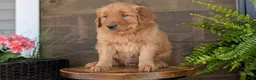 Golden Retriever dogs for sale: Spencer - Ad 4