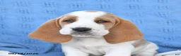 Basset Hound dogs for sale: Clarence - Ad 3