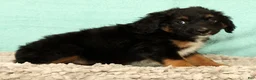 Mini Aussiedoodle dogs for sale: Larry - Ad 3