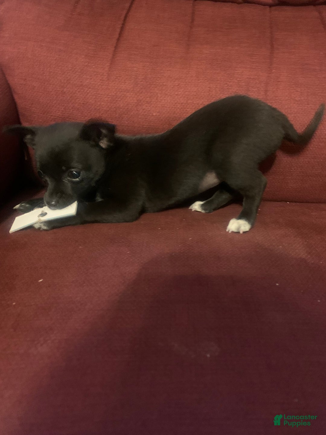 Mixed Breed dogs for sale: Trixie - Ad 4