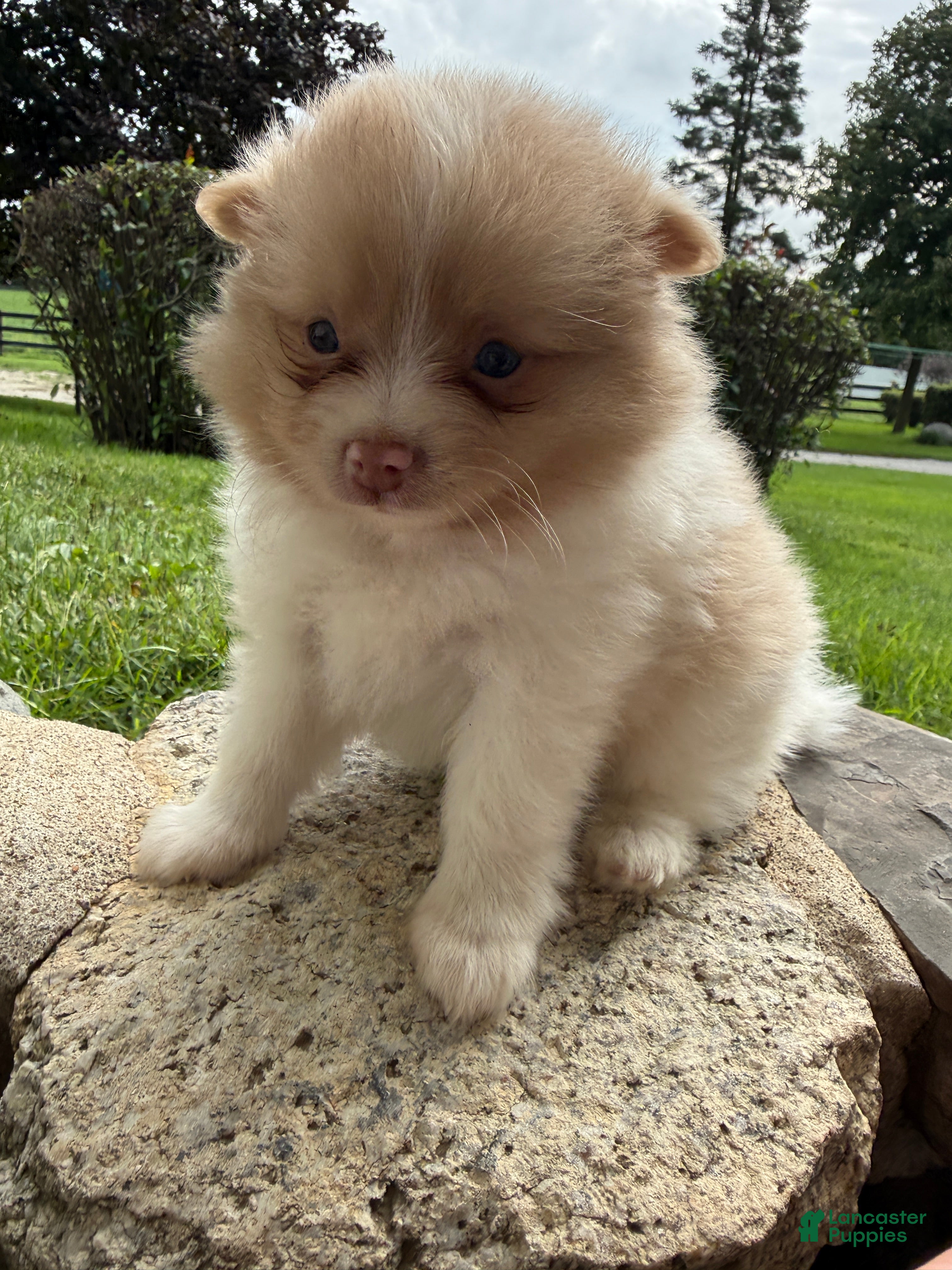 Pomeranian dogs Andy - Ad 1