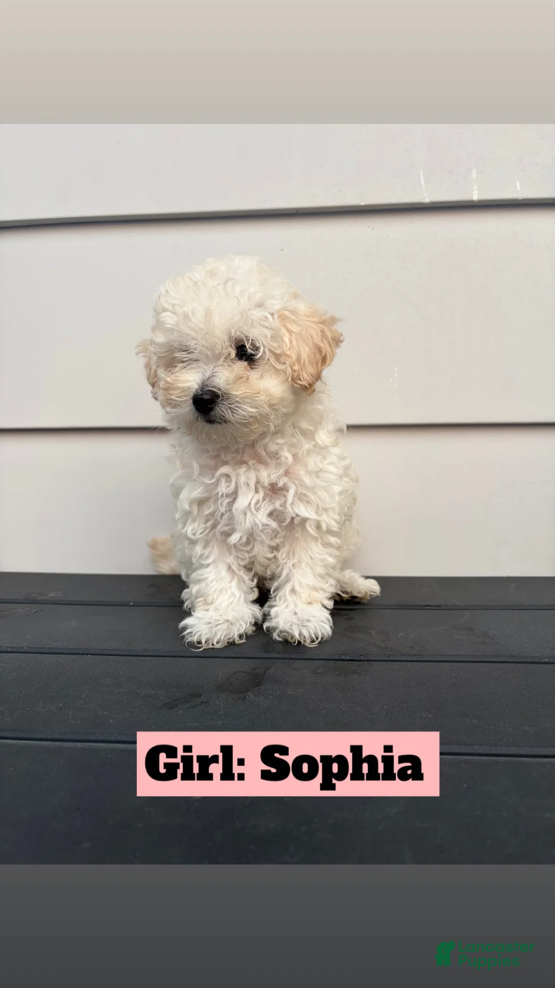 Toy Poodle dogs for sale: Toy Poodle 2 - Ad 2