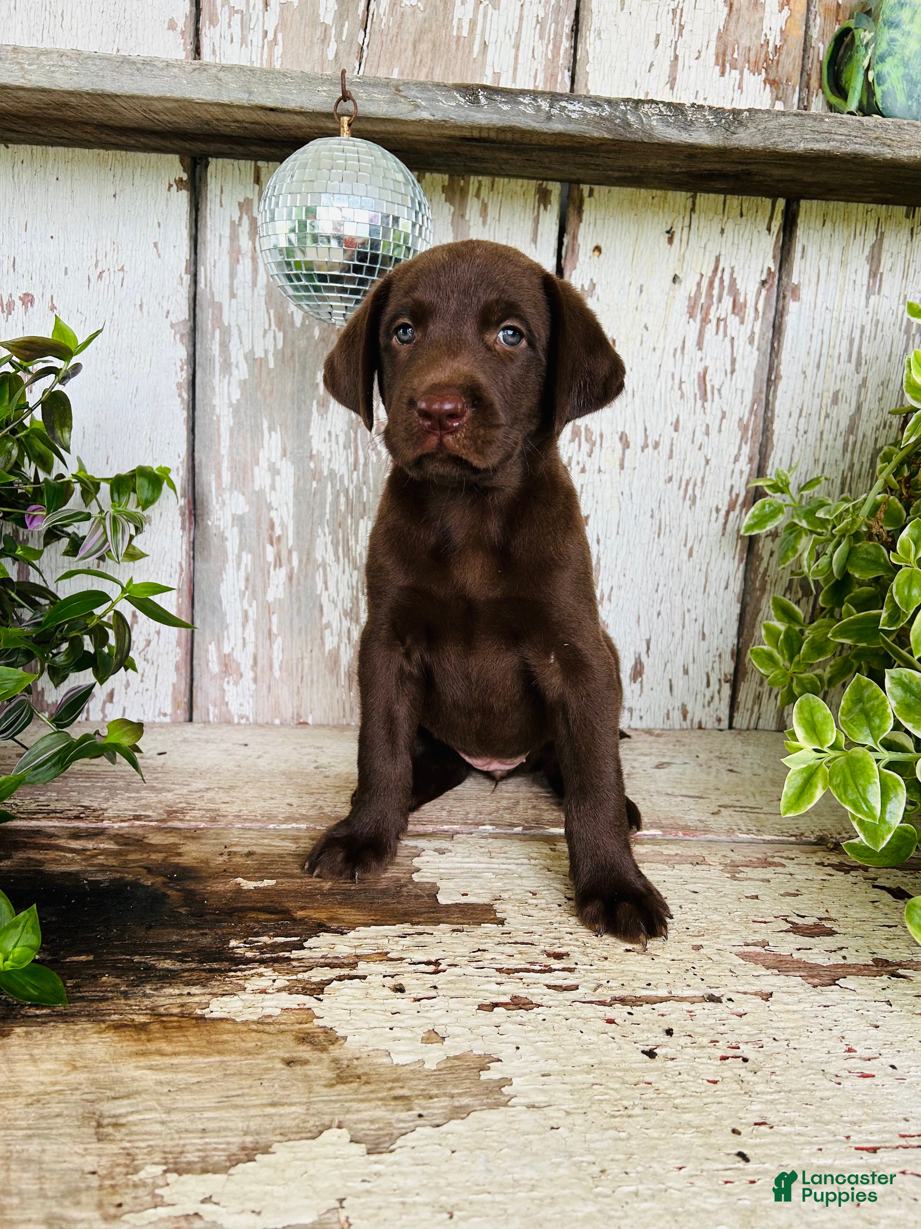 Labrador Retriever dogs Flora - Ad 2