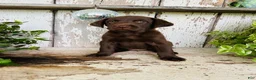 Labrador Retriever dogs for sale: Flora - Ad 2