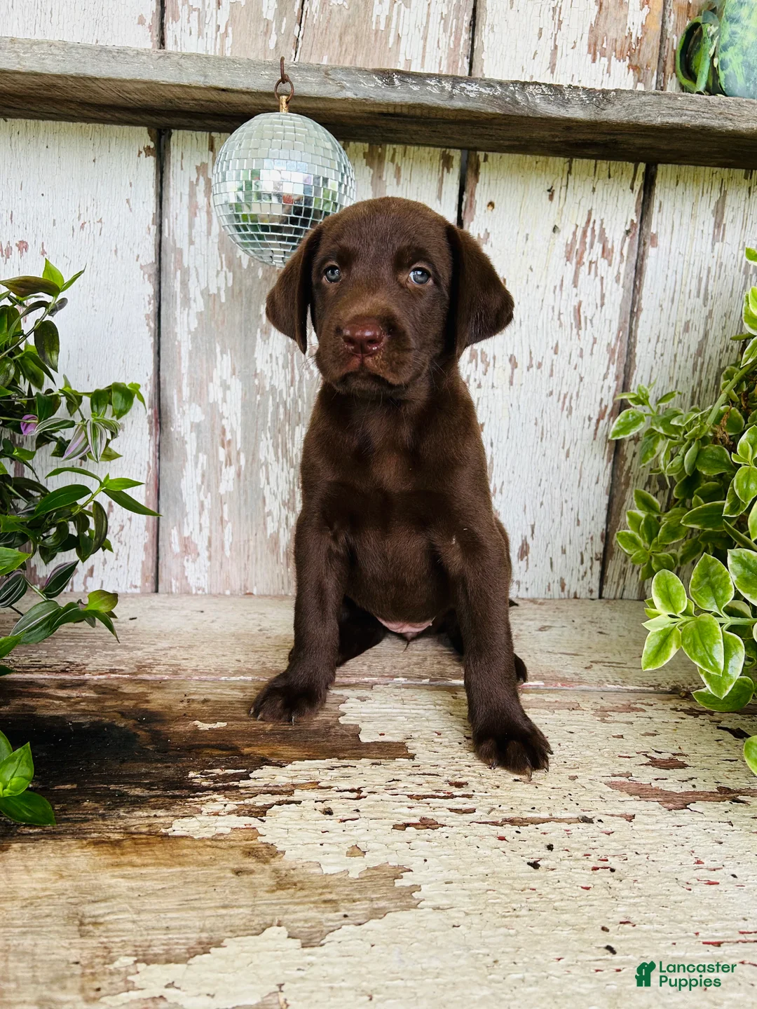 Labrador Retriever dogs for sale: Flora - Ad 2