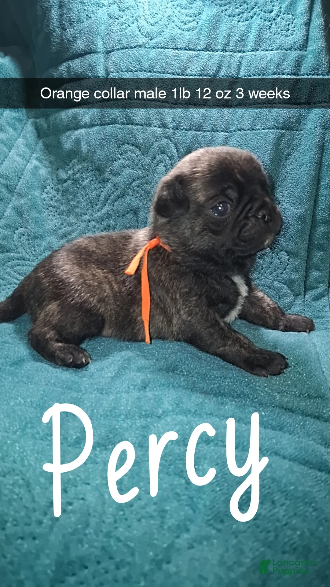 Pug dogs for sale: Percy - Ad 2