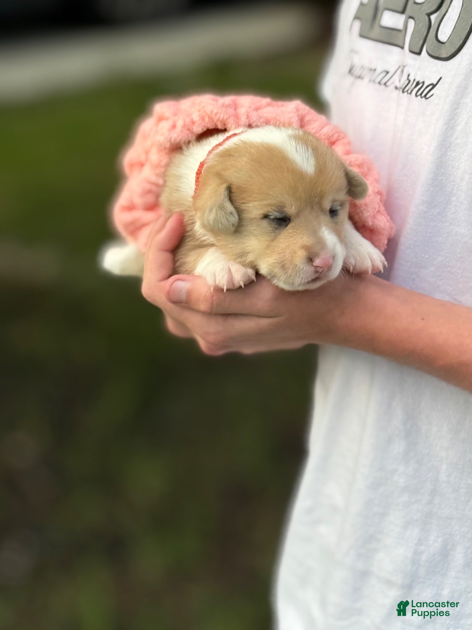 Welsh Corgi Pembroke dogs Welsh Corgi Pembroke 3 - Ad 1