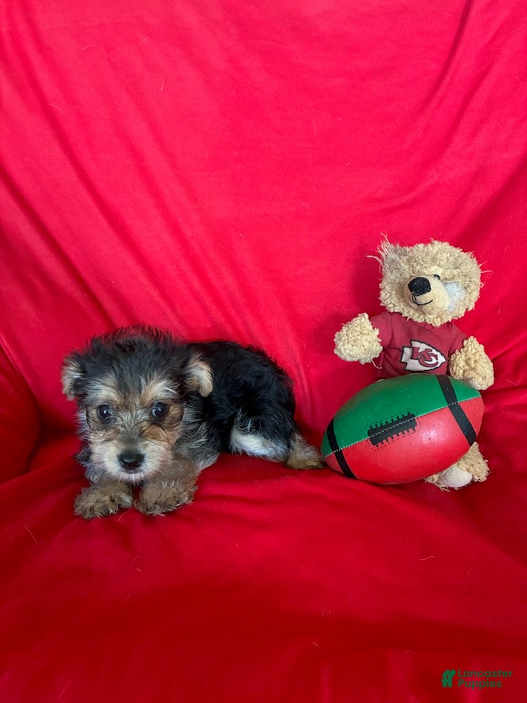 Yorkiepoo dogs Rachel - Ad 1