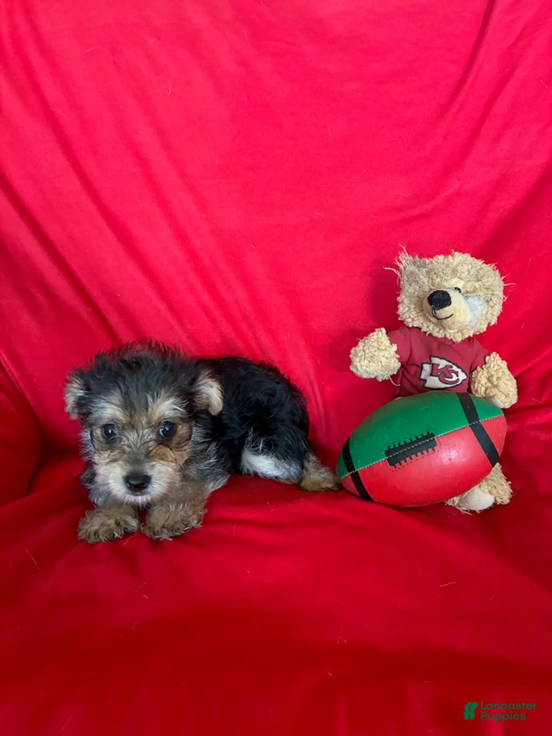 Yorkiepoo dogs for sale: Rachel - Ad 1