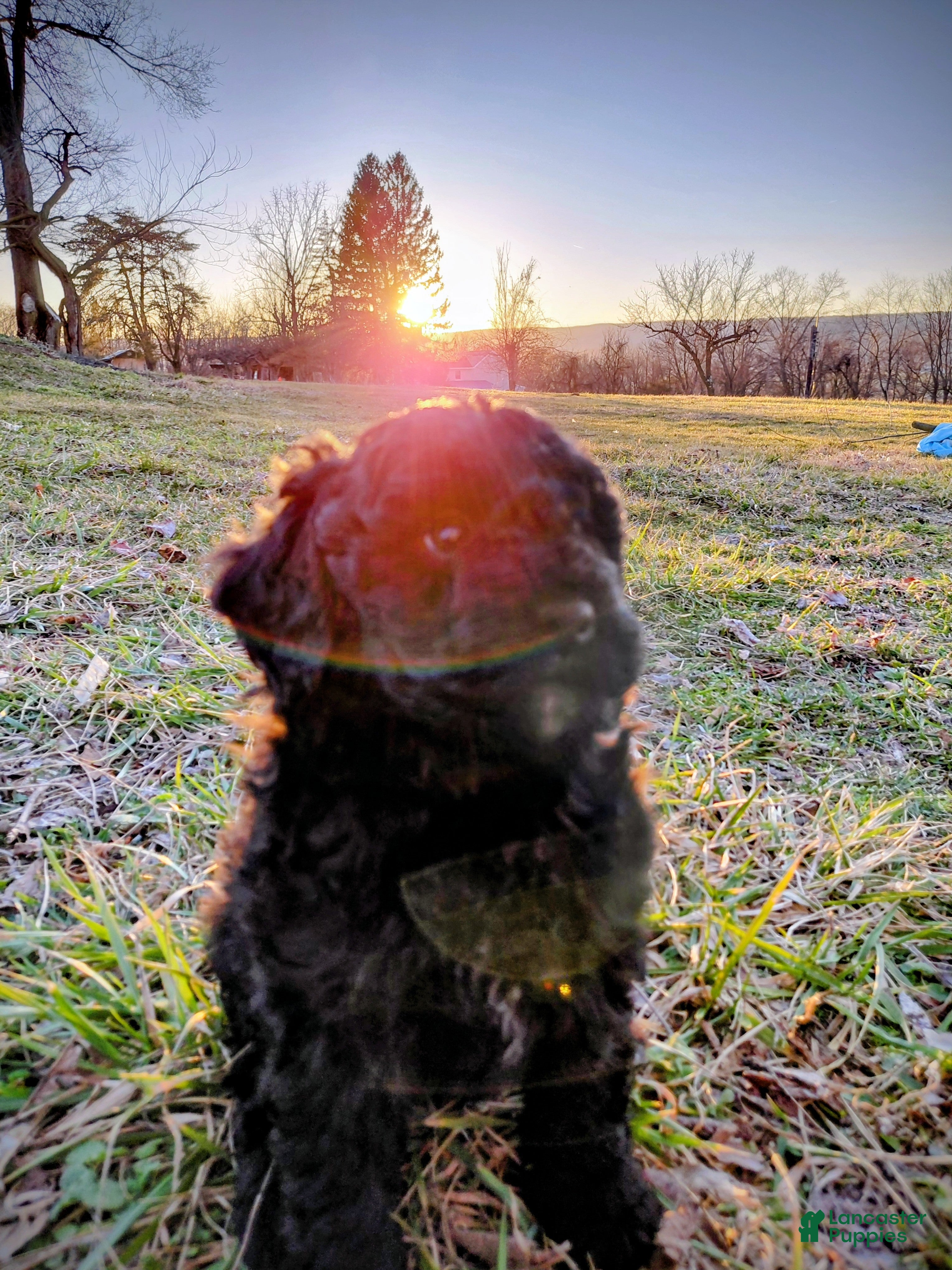 Mini Goldendoodle dogs Mini Goldendoodle JUNIOR - Ad 2