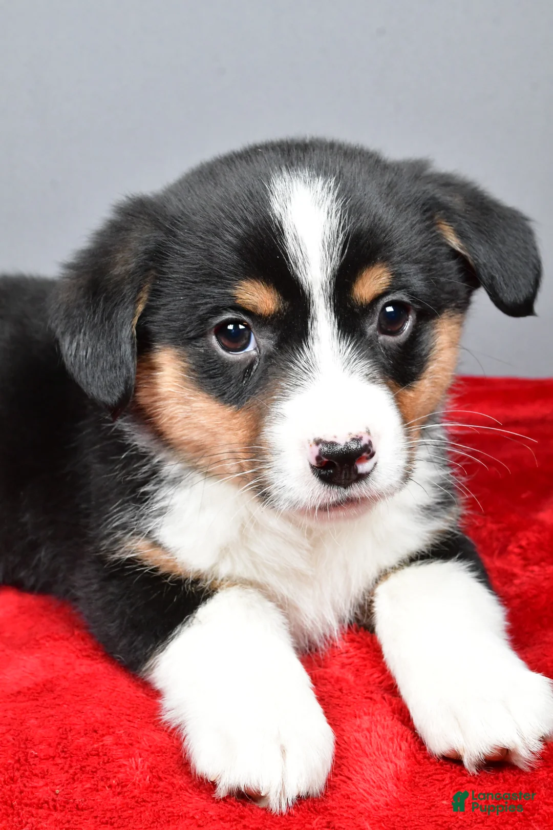 Mixed Breed dogs for sale: Bo - Ad 11