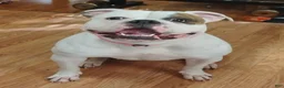 American Bulldog dogs for sale: American Bulldog 3 - Ad 3