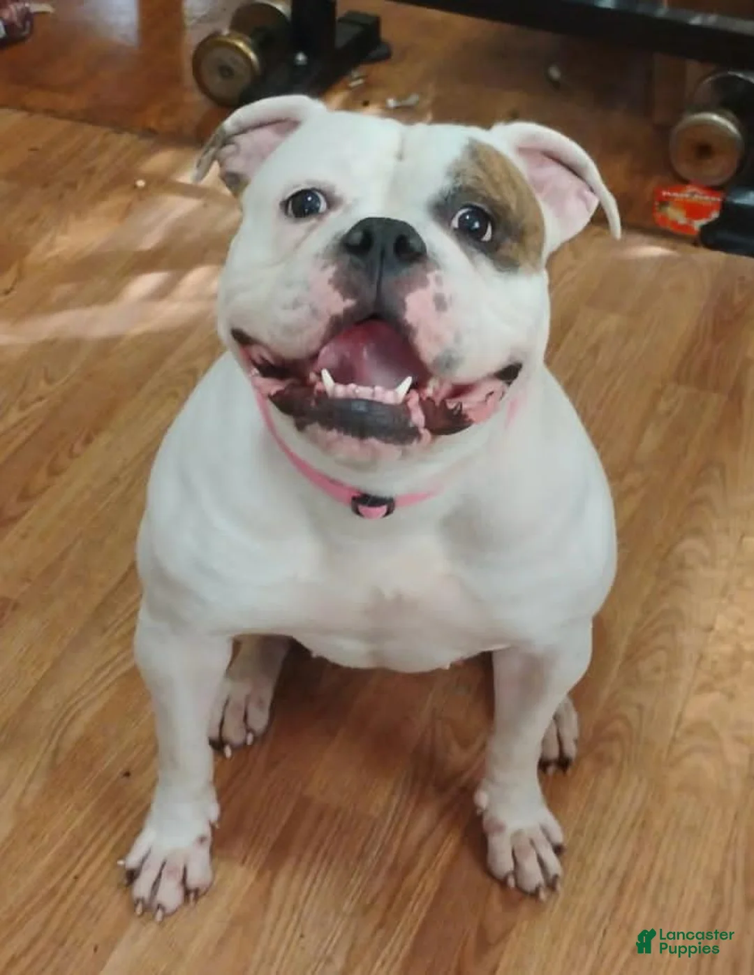 American Bulldog dogs for sale: American Bulldog 2 - Ad 2