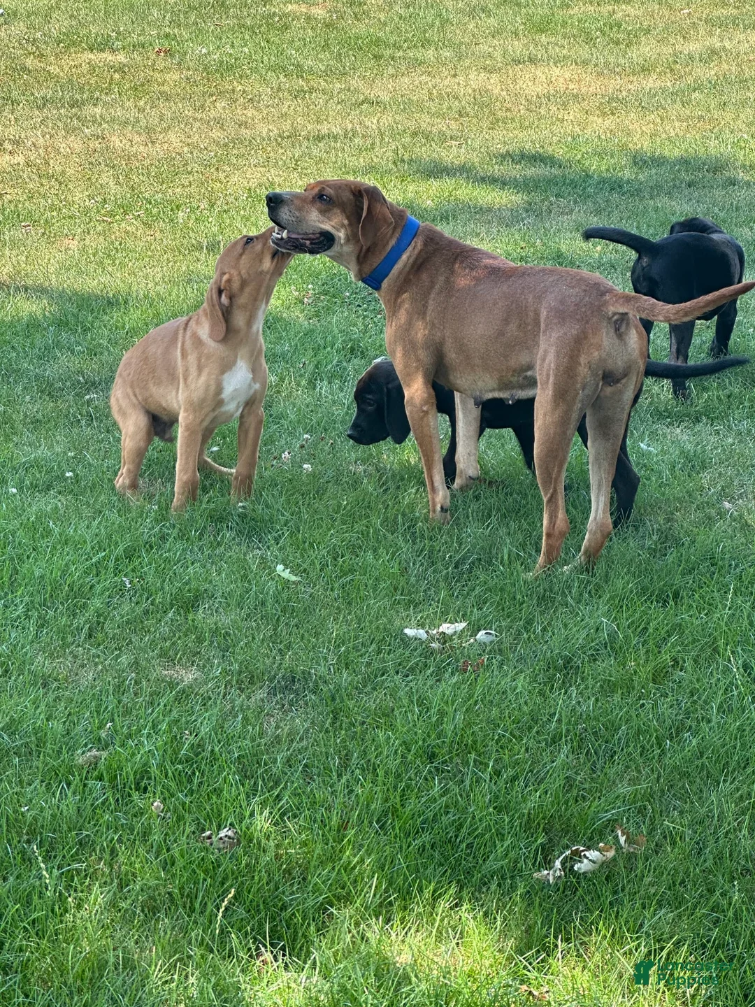 Gallery Image {{count}}