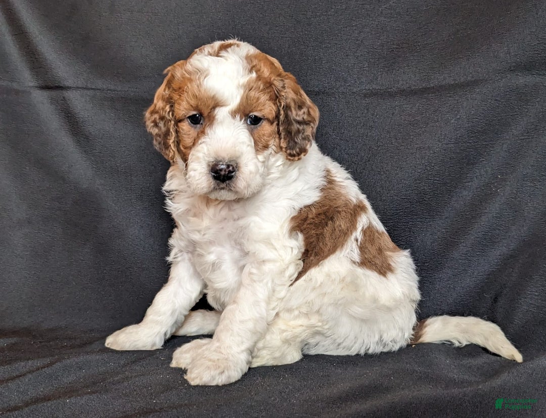 Mini Goldendoodle dogs for sale: Dexter F1B - Ad 1