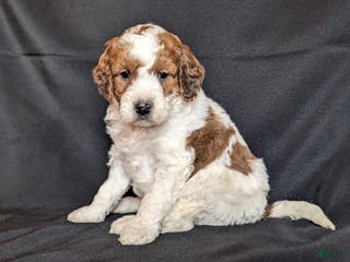 Mini Goldendoodle dogs Dexter F1B - Ad 2