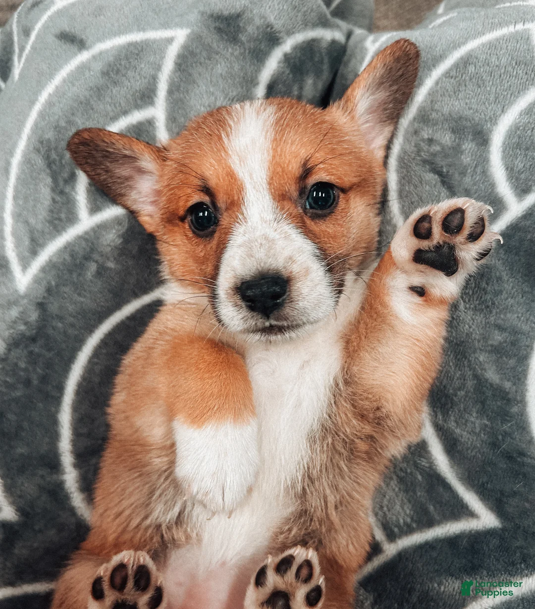 Welsh Corgi Pembroke dogs for sale:  Muffin  - Ad 1