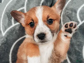 Welsh Corgi Pembroke dogs for sale: Muffin - Ad 1