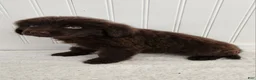 Newfoundland dogs for sale: Elise - Ad 9