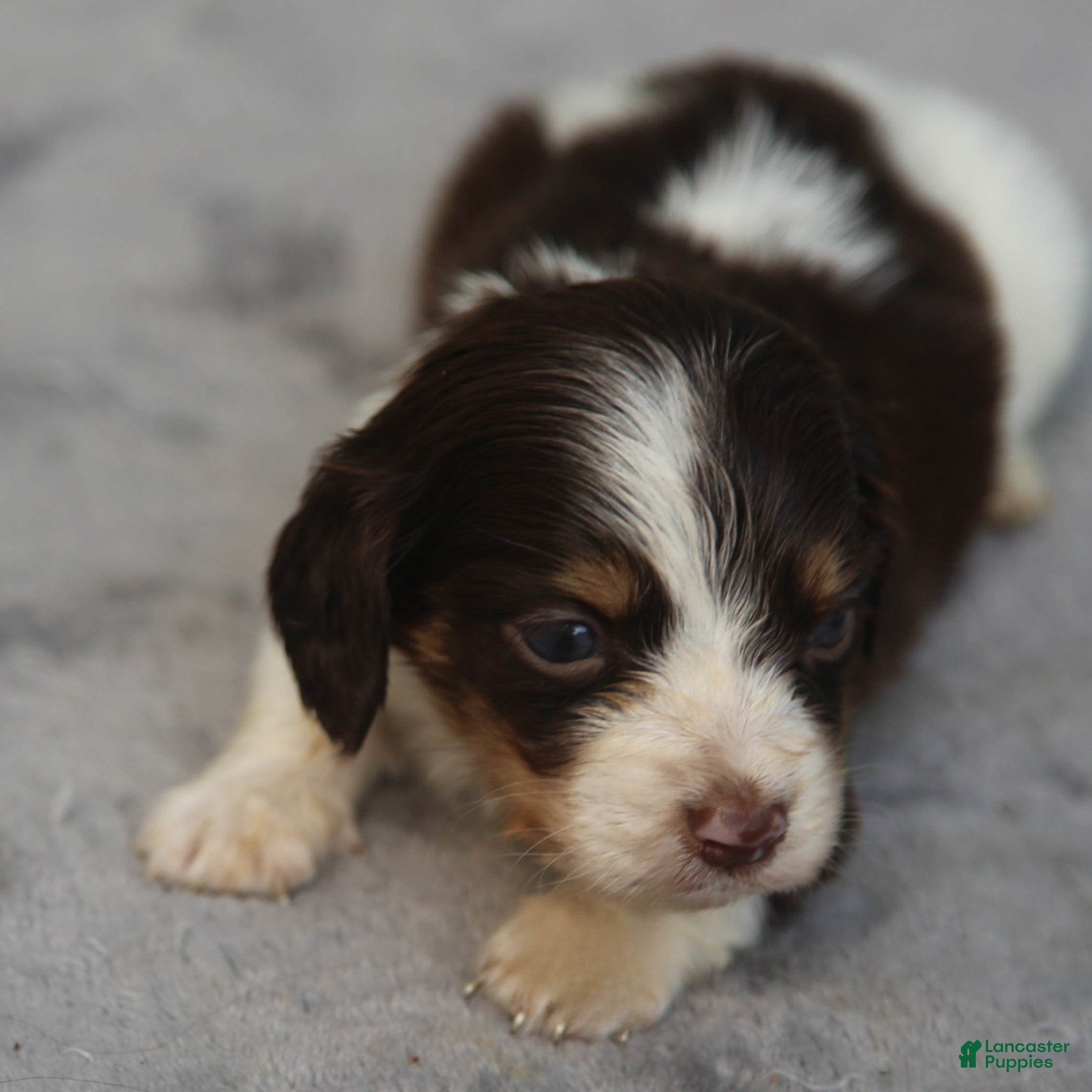 Dachshund dogs for sale: Chocolate and Tan Piebald Male  - Ad 1
