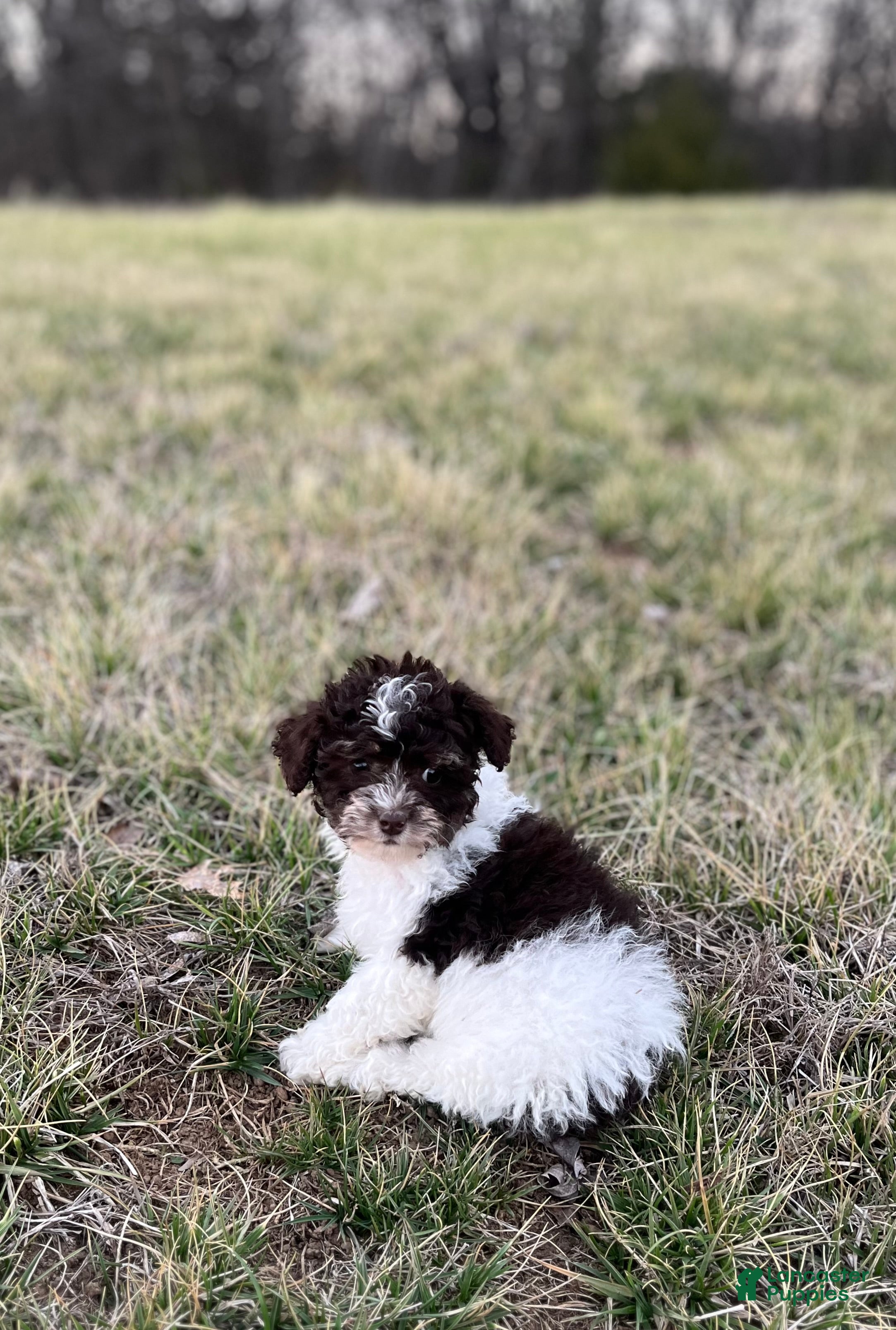Miniature Poodle dogs Minnie - Ad 20
