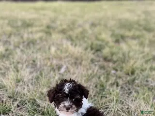 Miniature Poodle dogs Minnie - Ad 6
