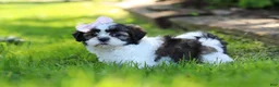 Shih Tzu dogs for sale: Arianna - Ad 6