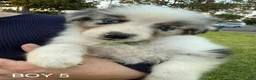 Australian Shepherd dogs for sale: Australian Shepherd Puppy 6 - Ad 1